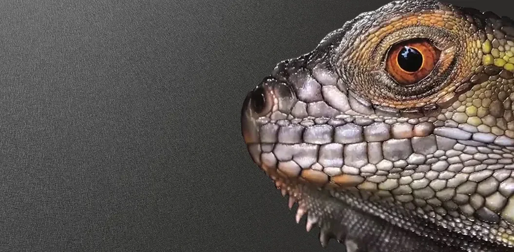 A lizard