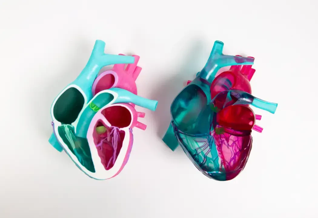 Printed 3d heart