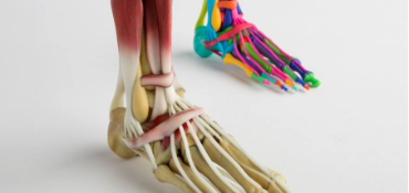 model of human foot